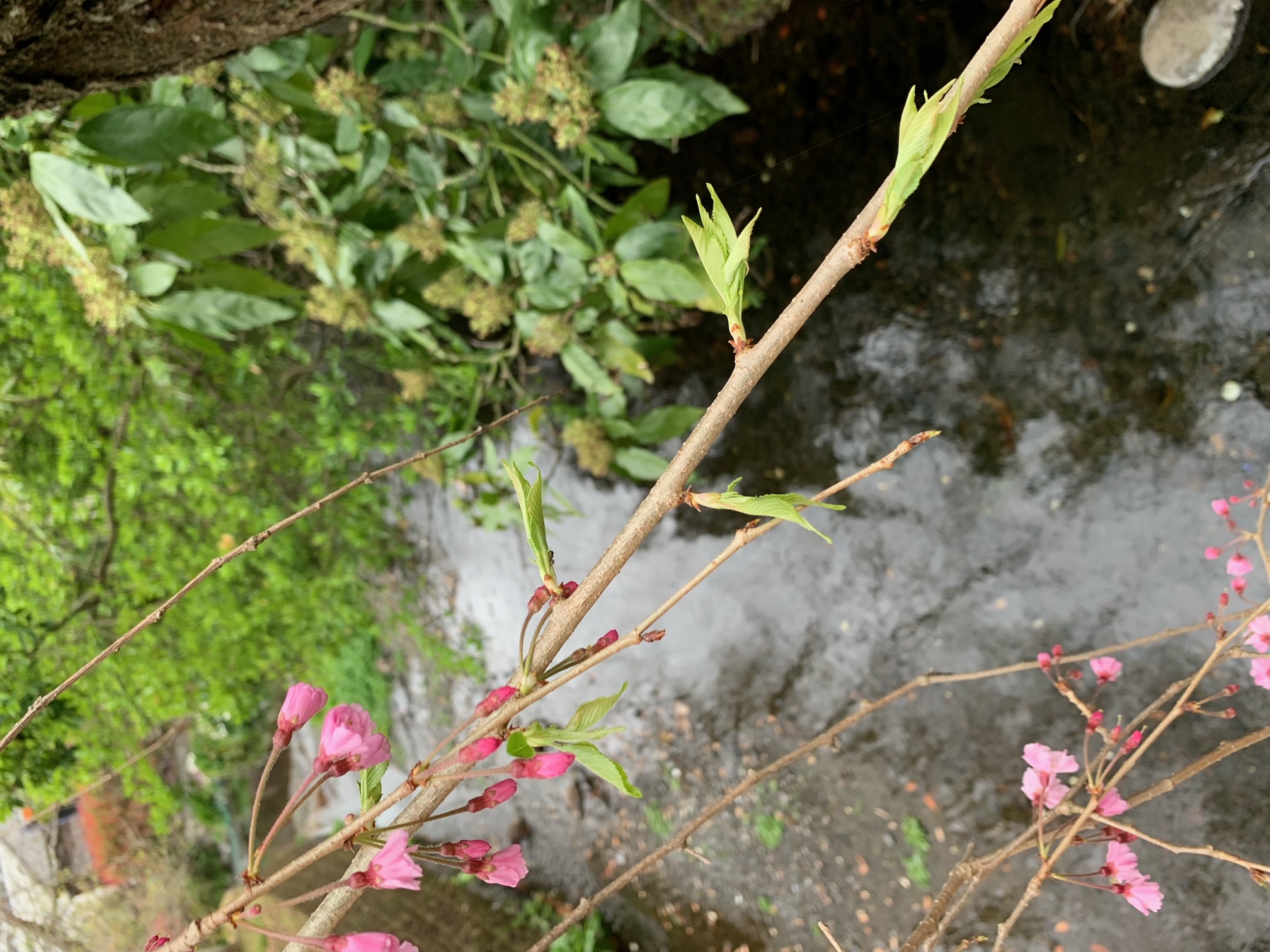 木の芽どきは体調に気をつけて。4月の献立表です